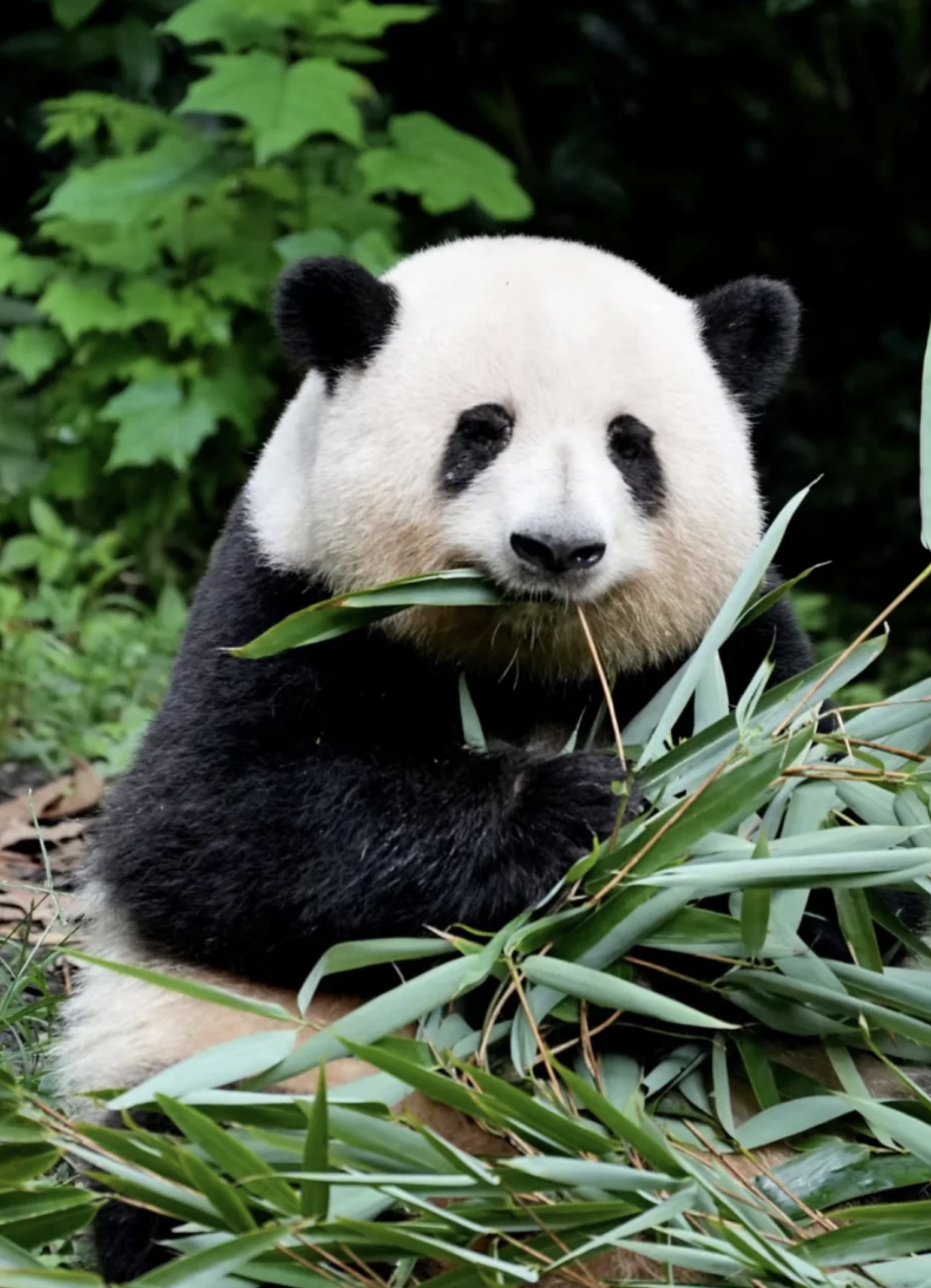 3 Days in Chengdu: A Local's Guide to Pandas, Hotpot & Hidden Gems (2026 Edition) 2