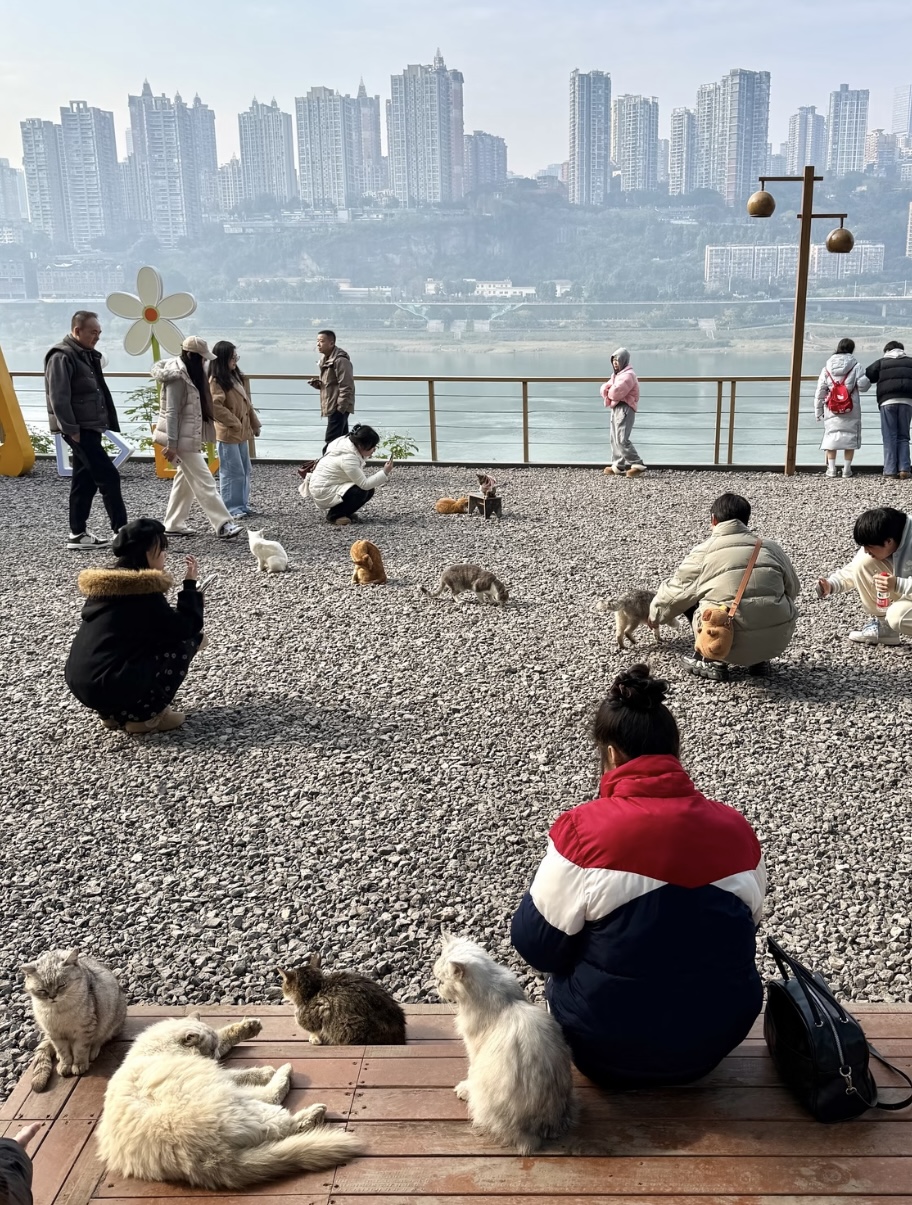 Chongqing Firefly Harbor Cat Theme Park: A Calm Riverside Spot for Cat Lovers 2