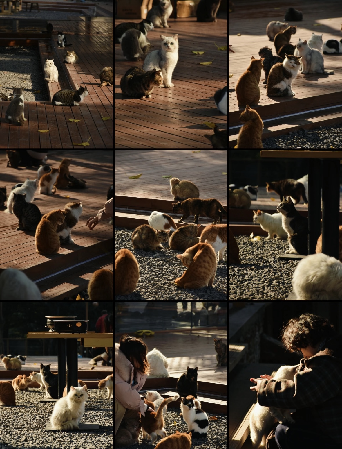 Chongqing Firefly Harbor Cat Theme Park: A Calm Riverside Spot for Cat Lovers 4