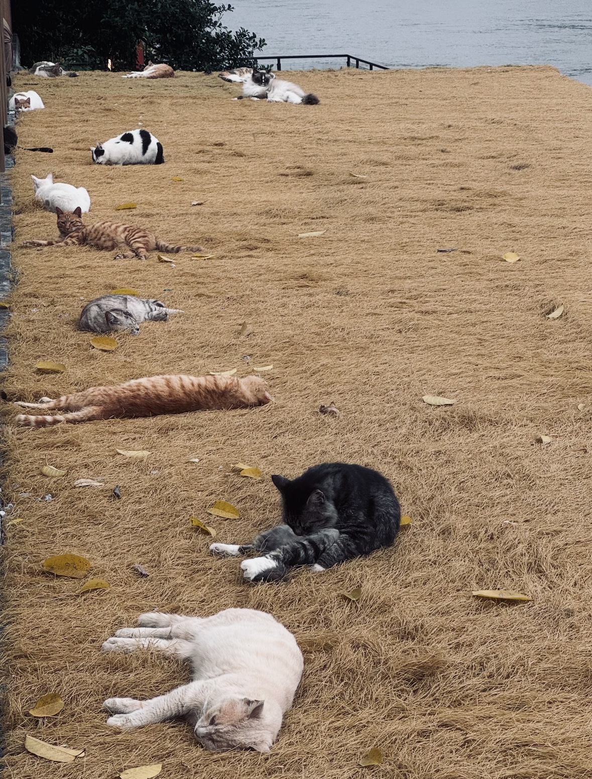 Chongqing Firefly Harbor Cat Theme Park: A Calm Riverside Spot for Cat Lovers 3