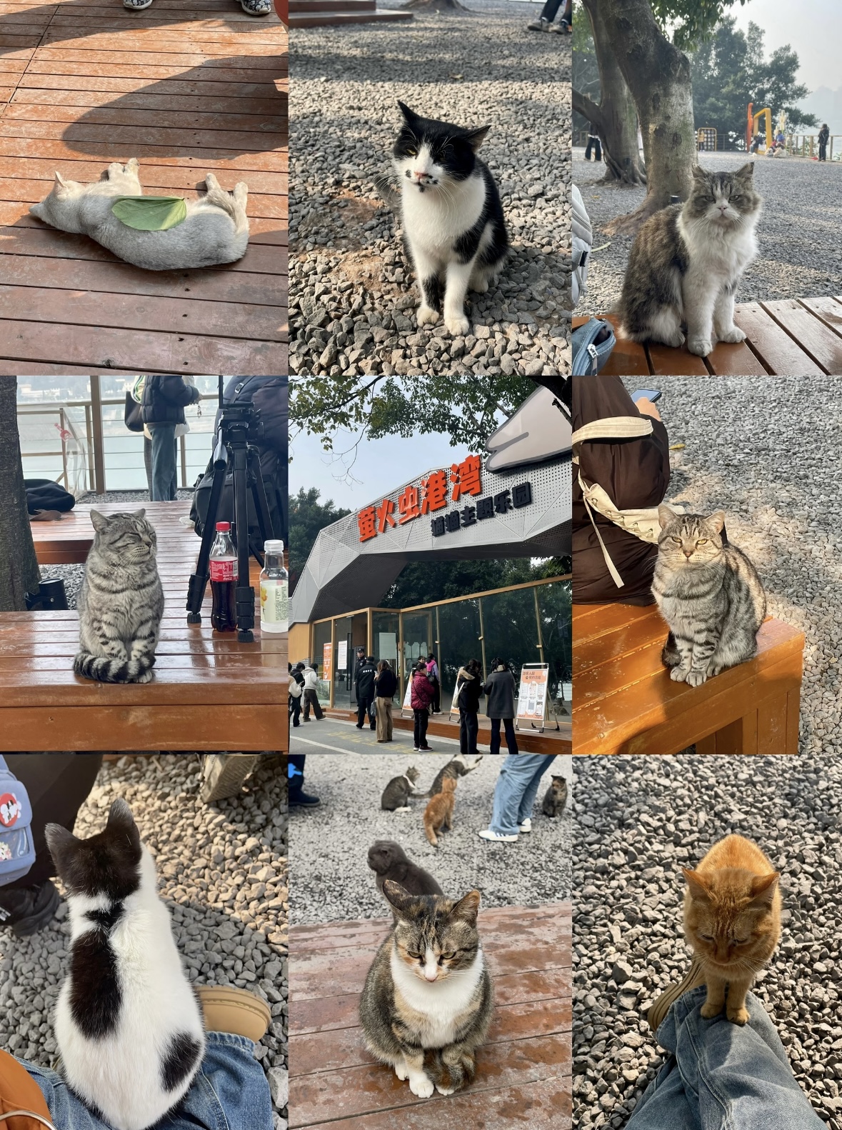 Chongqing Firefly Harbor Cat Theme Park: A Calm Riverside Spot for Cat Lovers 5