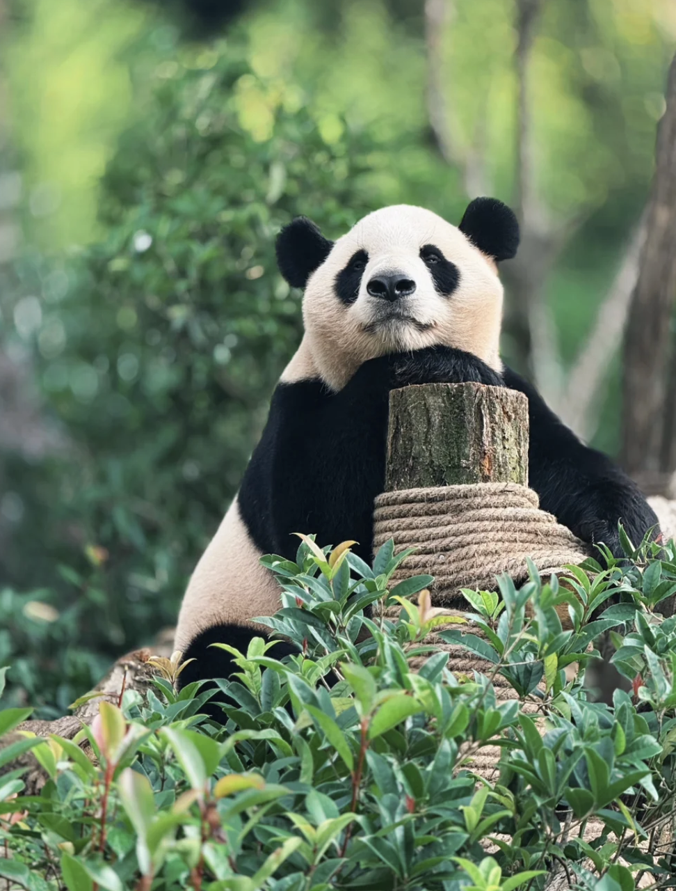 2026 Chengdu-Chongqing-Zhangjiajie 8-Day Itinerary 2