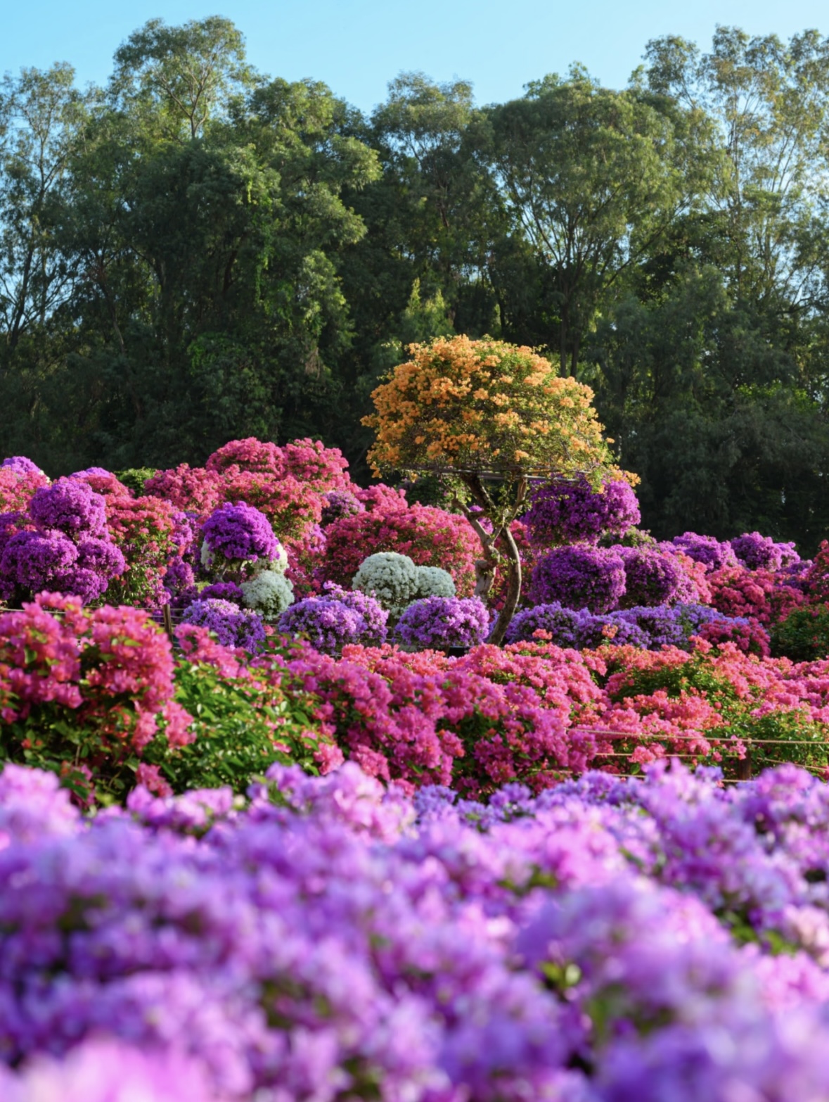Shenzhen Lianhua Mountain Park Guide: Best Skyline Viewpoint and Central Park in Shenzhen 4
