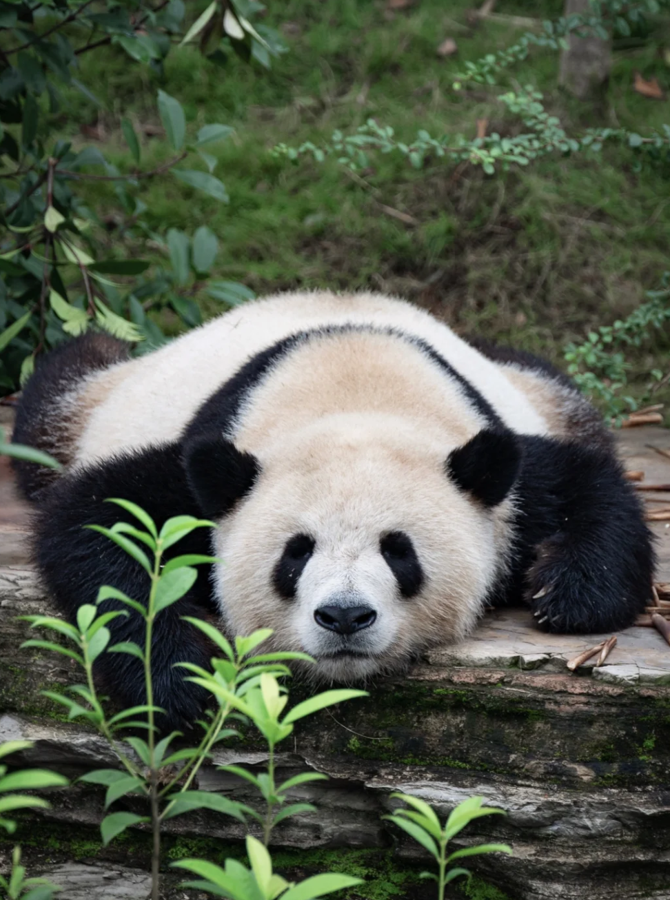 Chengdu Panda Base: The Ultimate Guide for First-Time Visitors