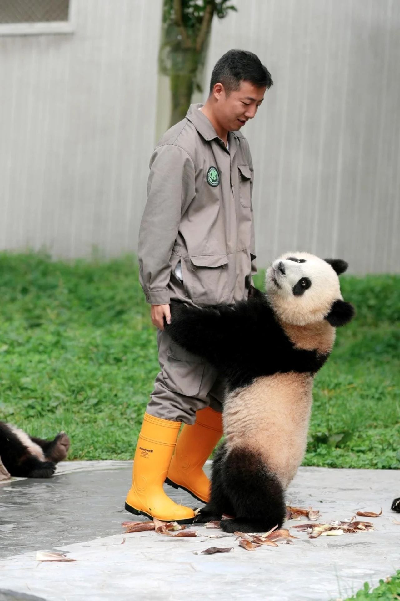 Panda Volunteer and Kuanzhai Alley Day Tour