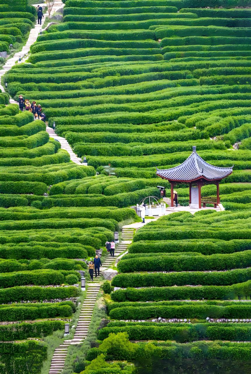 West Lake Longjing: The Complete Masterclass (Harvest to Whisking)