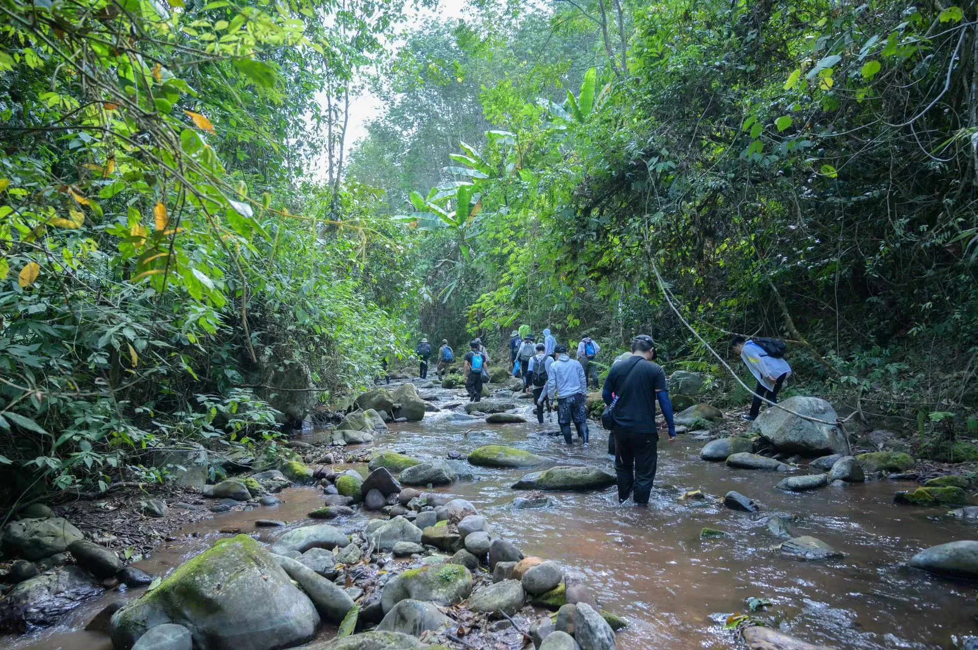 Xishuangbanna Naka Rainforest Trek: Stream Hiking & Jungle Adventure travel scene 1