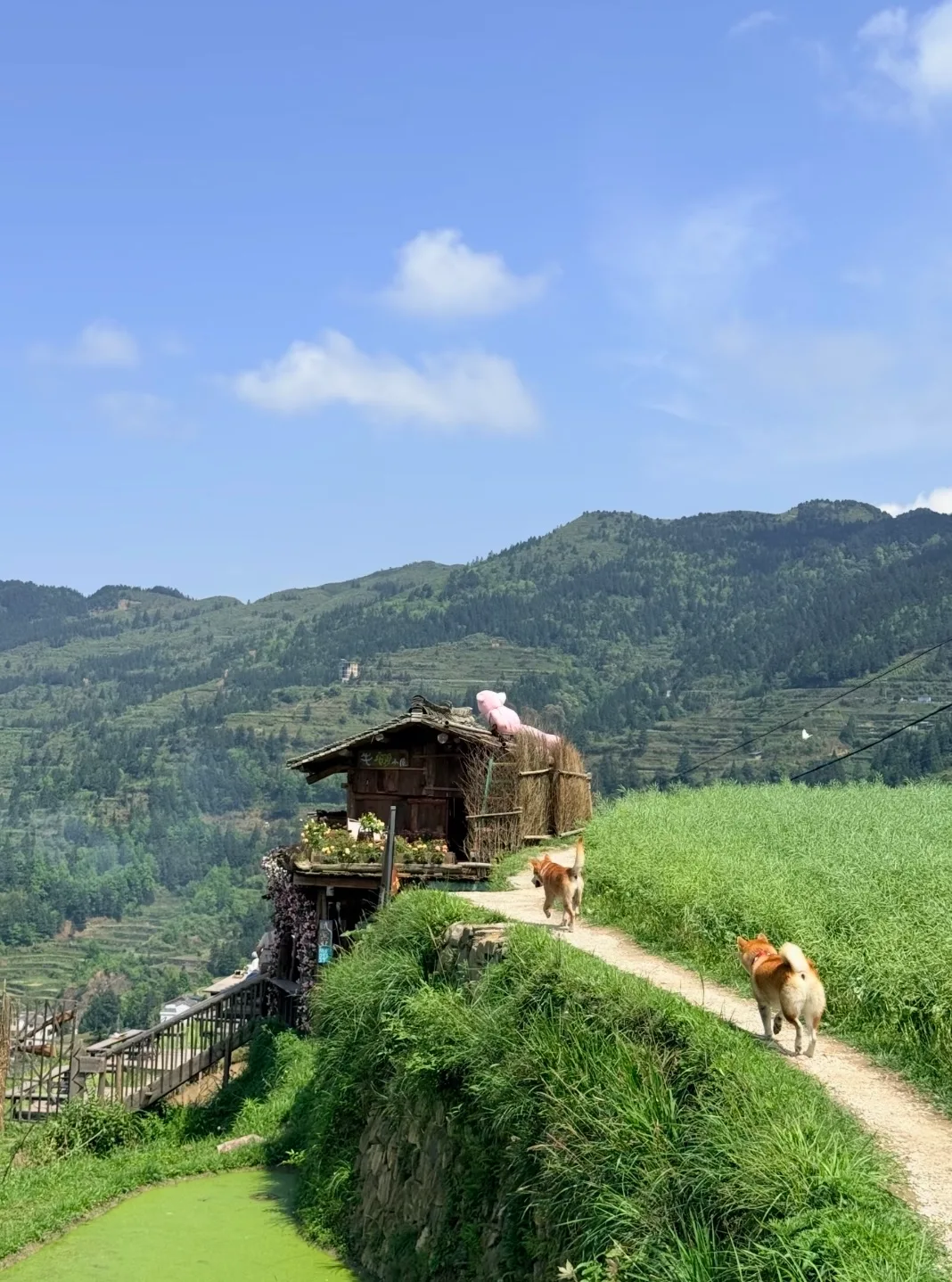 Guizhou Rice Terraces Hiking & Dong Culture Tour (2 Days 1 Night) travel scene 3